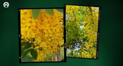 Árbol lluvia de oro: truco fácil para germinar sus semillas y crezca en tu jardín