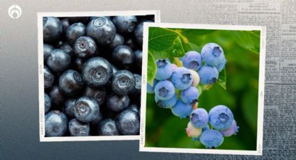 Planta de blueberry: truco para plantarla en casa y te dé deliciosos arándanos