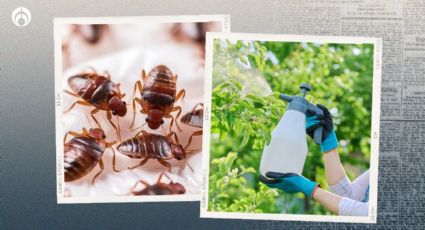 El potente insecticida que elimina las chinches adultas, huevos y ninfas