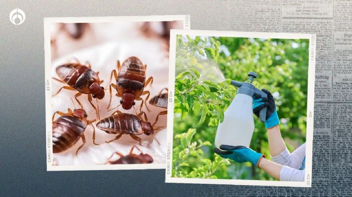 El potente insecticida que elimina las chinches adultas, huevos y ninfas