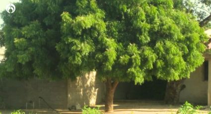 El hermoso árbol de hasta 20m que ama la lluvia y el calorón, ¡y alejará insectos de tu hogar!