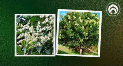 El árbol originario de China que crece rápido, da buena sombra y sus raíces no levantan banquetas