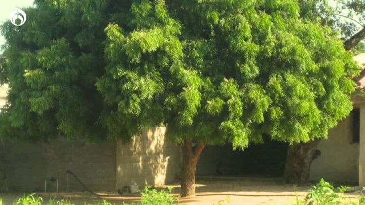 El hermoso árbol de hasta 20m que ama la lluvia y el calorón, ¡y alejará insectos de tu hogar!