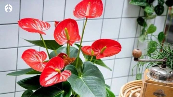 El lugar predilecto de los anturios en casa para crecer hermosos y con muchas flores