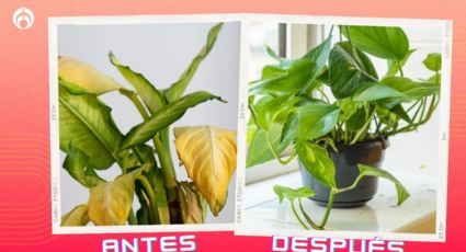 Cómo revivir una planta teléfono que se llenó de hojas amarillas y cafés