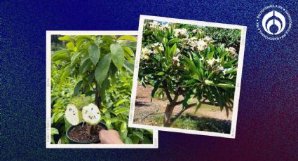 3 hermosos árboles mexicanos para banquetas, de crecimiento medio y poco mantenimiento