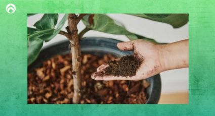 La forma correcta de usar el café para hacer un abono casero para tus plantas