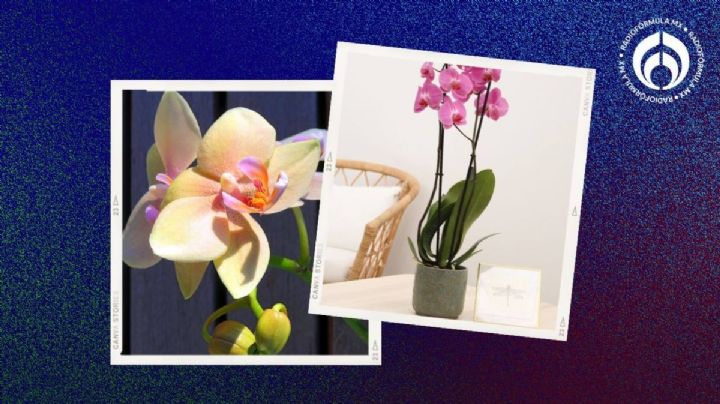 Este es el mejor lugar para poner tu orquídea en casa; se llenará de flores rápidamente