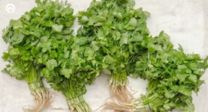 El lugar correcto de tu casa donde debes colocar la planta del cilantro para que crezca rápido