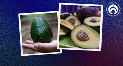 El secreto para madurar un aguacate verde en tan sólo 24 horas