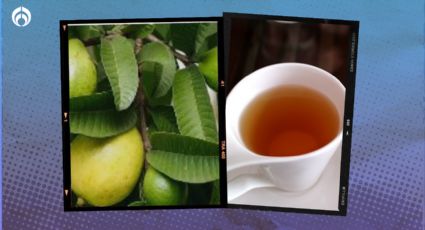 ¿Cómo se prepara el té de hojas de guayaba? Te explicamos y te decimos 10 beneficios