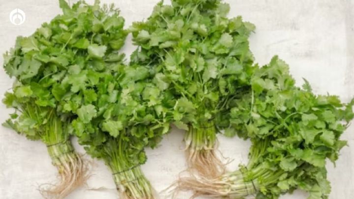 El lugar correcto de tu casa donde debes colocar la planta del cilantro para que crezca rápido