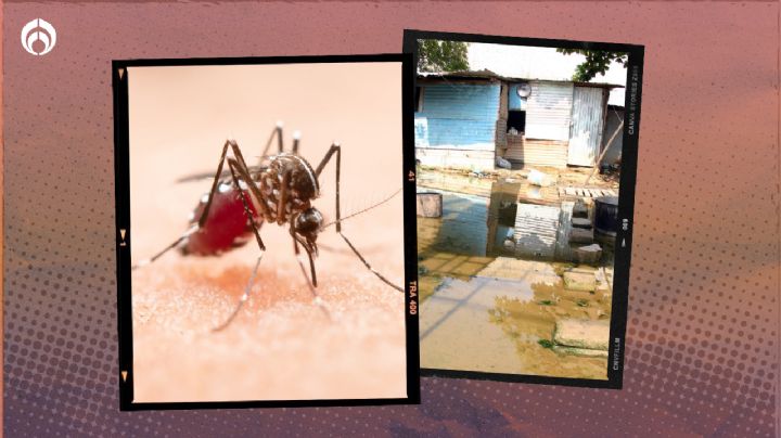 Casos de dengue se duplican en Edomex: ¿Cómo prevenir contagios?