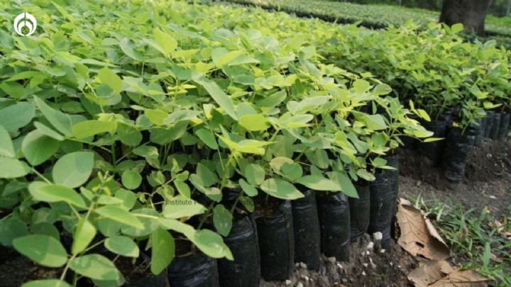 Requisitos para recibir GRATIS un árbol en los Viveros de Coyoacán y plantarlo en tu banqueta o jardín