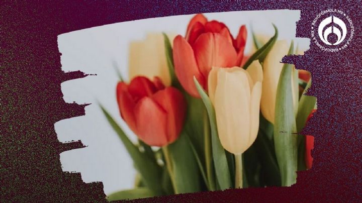 Este es el mejor lugar para poner tu maceta de tulipanes en casa y se llene de hermosas flores