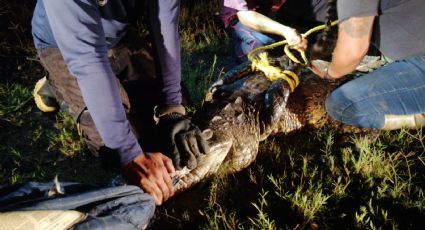 ¡Capturan a toda la 'familia' cocodrilo! Bomberos someten a 22 reptiles en Altamira