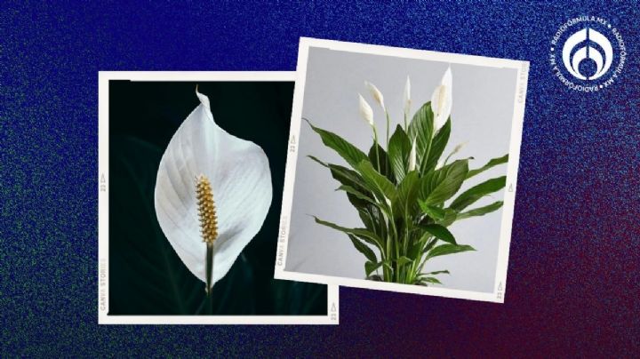 Cuna de Moisés: el secreto para que tu planta tenga hermosas flores sin gastar un peso