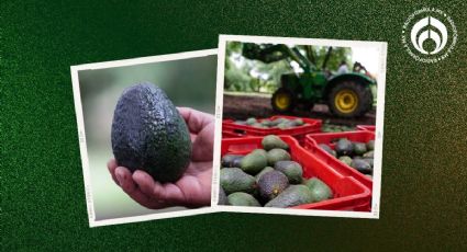 Aguacate se salva... por ahora: EU reanudará exportaciones a partir de julio