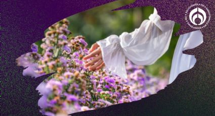 Planta de lavanda: el secreto para que crezca rápido y desprenda un aroma delicioso