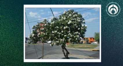 El árbol mexicano que soporta heladas, sequías y crece hasta 12m; da frutos y atrae a los pajaritos