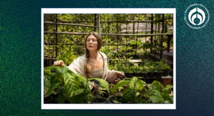 2 plantas que te ayudarán a calmar el cansancio físico y mental y deberías tener en casa