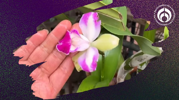 El fertilizante fácil de conseguir que los expertos usan para las orquídeas; te dará hermosas flores