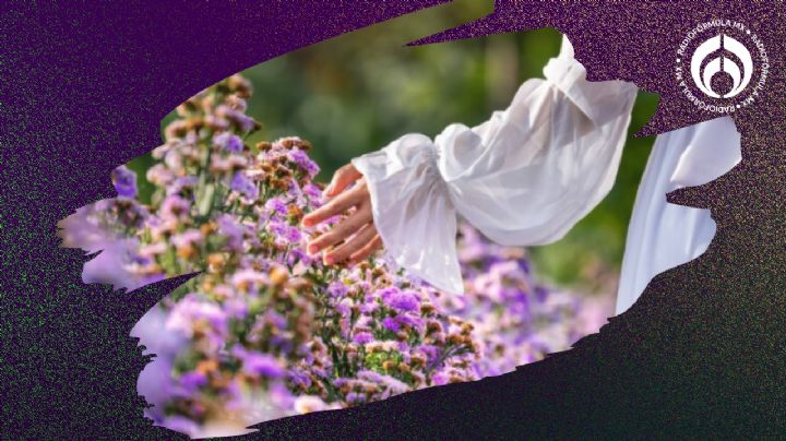 Planta de lavanda: el secreto para que crezca rápido y desprenda un aroma delicioso