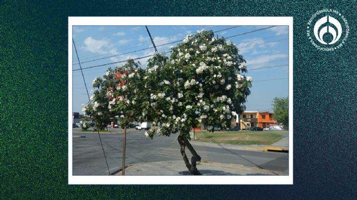 El árbol mexicano que soporta heladas, sequías y crece hasta 12m; da frutos y atrae a los pajaritos