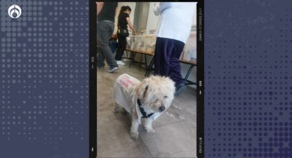 Daisy, la perrita que acaparó miradas como 'funcionaria de casilla' en Puebla