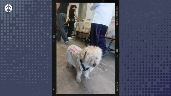 Daisy, la perrita que acaparó miradas como 'funcionaria de casilla' en Puebla