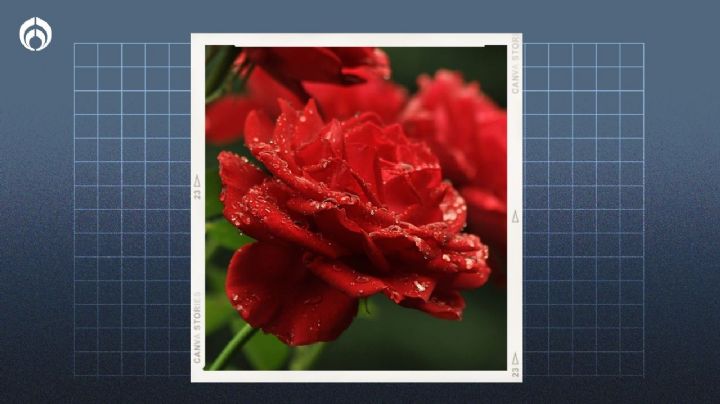 Cómo revivir un rosal: truco de jardineros para quitar manchas y se llene de flores