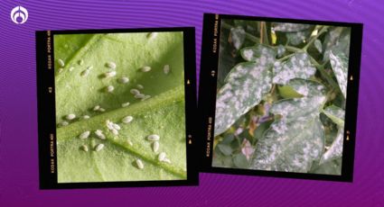 La forma correcta de usar el vinagre en tus plantas; evitarás plagas, hongos y crecerán hermosas