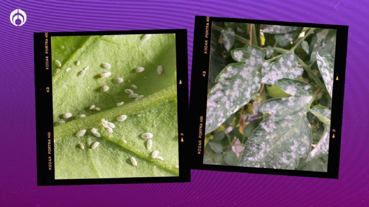 La forma correcta de usar el vinagre en tus plantas; evitarás plagas, hongos y crecerán hermosas