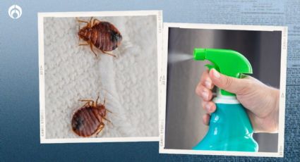 Chinches en casa: ¿cuál es el insecticida más efectivo para eliminarlas?