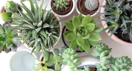 ¿Qué significa tener una planta suculenta en casa, según el Feng Shui?