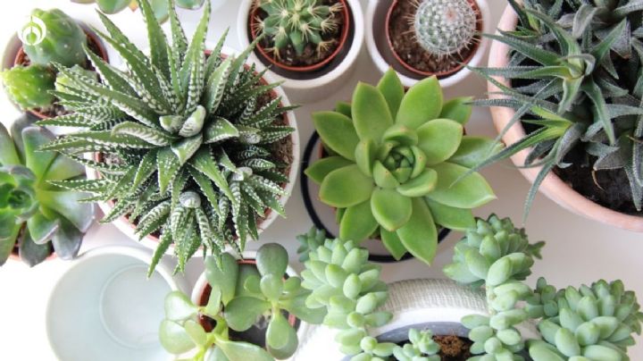 ¿Qué significa tener una planta suculenta en casa, según el Feng Shui?