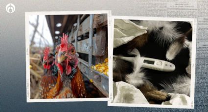 Gripe aviar en México: ¿qué tan peligroso es el virus A(H5N2) y cuáles son sus síntomas?