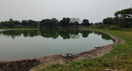 Un pulmón verde de a 'cien': vecinos reforestan con árboles guamúchil lagunas de Veracruz