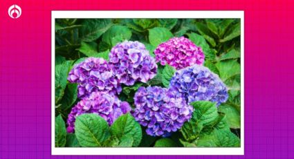 Truco de jardineros para plantar hortensias en balcón y que siempre estén repletas de flores coloridas