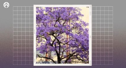 Árbol de Jacaranda: el secreto para que crezca rápido y con muchas flores