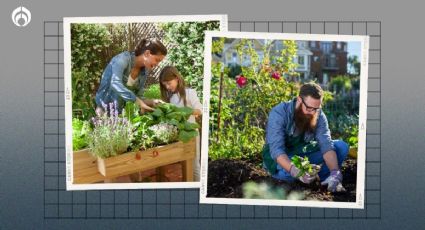 Por esto es importante tener un huerto en casa, según la UNAM; así puedes cultivarlo