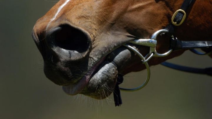 Rescatan a caballo tras no poder pararse en Altamira; equino tenía una fractura mal tratada