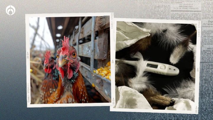 Gripe aviar en México: ¿qué tan peligroso es el virus A(H5N2) y cuáles son sus síntomas?