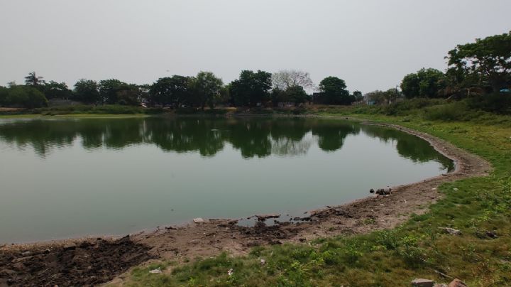 Un pulmón verde de a 'cien': vecinos reforestan con árboles guamúchil lagunas de Veracruz