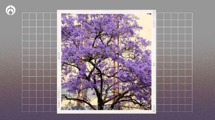 Árbol de Jacaranda: el secreto para que crezca rápido y con muchas flores