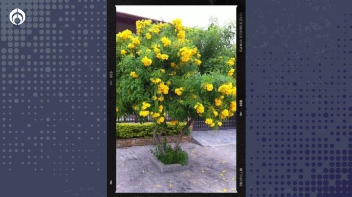 El arbusto para banquetas con hermosas flores, altura de 8 metros y altamente resistente a sequías