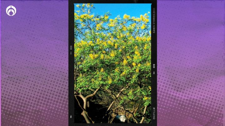 El árbol mexicano para jardines pequeños: crece rápido, da sombra y aguanta plagas y sequías