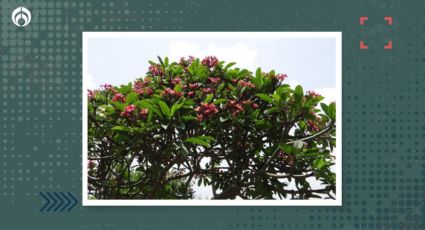 El árbol nativo de México con fragantes flores apto para banquetas; tu casa olerá delicioso