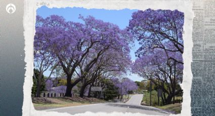 El secreto para tener un árbol de jacarandas en tu banqueta y embellecer tu casa