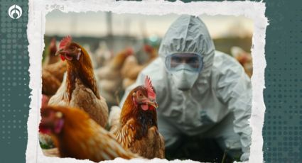 Gripe aviar: OMS reporta el primer caso humano del virus A(H5N1) en Australia